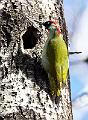 Grønnspett - European Green Woodpecker (Picus viridis)male